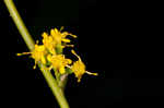 Wreath goldenrod